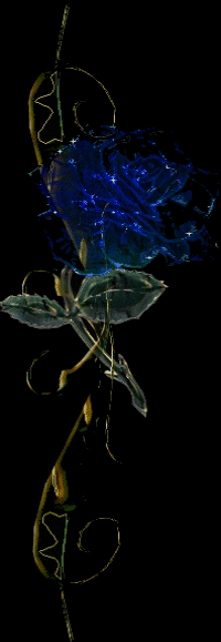 ROSE BLEUE MAGNIFIQUE